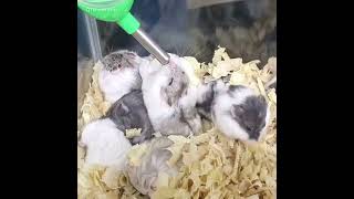 Have you ever seen a hamster drink 🐹 qtb shorts hamsters mall [upl. by Elleined203]