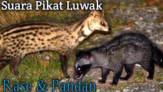 SUARA PIKAT MUSANG RASE amp PANDAN TERAMPUH [upl. by Haidabej]