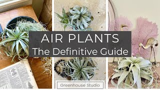 Air Plants The Definitive Guide [upl. by Sargent432]