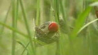 Redheaded Quelea nest building [upl. by Florette]