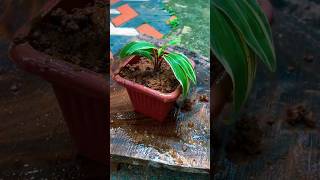 Cordyline plant repotting 🪴 [upl. by Yannodrahc]