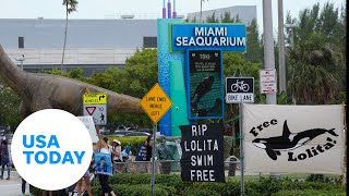 Miami Seaquarium evicted by county after citations complaints  USA TODAY [upl. by Teragramyram850]