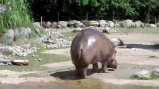 Le plus gros pet du monde  Lhippopotame [upl. by Devol463]