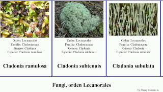 Fungi orden Lecanorales cladonia bryoria ramalina usnea americana fungus lucida borealis alpina [upl. by Eittol]