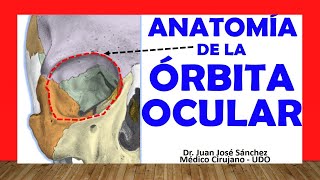 🥇 Anatomía de la CAVIDAD ORBITARIA ÓRBITA OCULAR Fácil Rápida y Sencilla [upl. by Llednav]