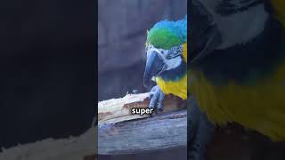 Meet the Stunning Blue and Yellow Macaw Macaws Parrots ExoticBirds [upl. by Iharas]