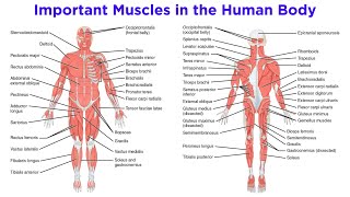 The Muscular System [upl. by Iharas789]