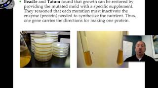 Nutritional Mutants in Neurospora [upl. by Heindrick]