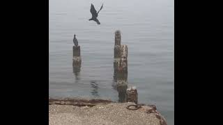 Cormorant flight at low altitude trampling on the surface of the sea lowflying birdflying [upl. by Caffrey]