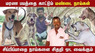 Mandai Dogs  சிப்பிப்பாறை நாய்களை சிதறி ஓட வைக்கும் மண்டை நாய்கள் Part 1  Indian Dog Breed [upl. by Lew]