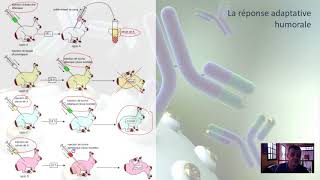 La réaction adaptative humorale [upl. by Elvyn]