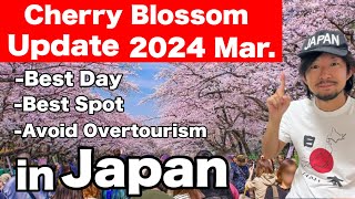 Spring Travel Tips  Japans Cherry blossom Updates 2024  Sakura in Japan 2024 [upl. by Acissaj]