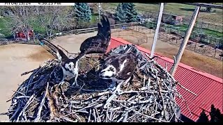 Ospreys come and Ospreys go 2024 04 19 21 13 06 903 [upl. by Cordle392]