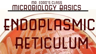 Endoplasmic Reticulum  Microbiology Lectures [upl. by Dirrej]