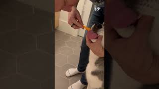 Happy Husky Loves Getting Teeth Cleaning From Dad [upl. by Stoddard]