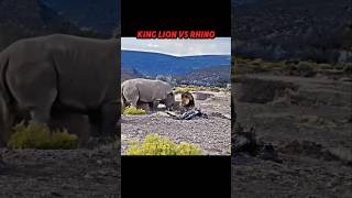 Lion King vs Rhino trending wildlife animals lion rhinoceros Rhinocerosrhino shorts short [upl. by Atiugal]