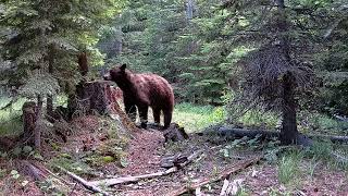 Meidase S3 Pro Trail Camera  Eastern Washington bear passes by my camera [upl. by Nirred]