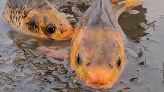 Rofikul Bangla Fun is livevideo  Traditional village boy fish catching video in River 2024 [upl. by Koenig]