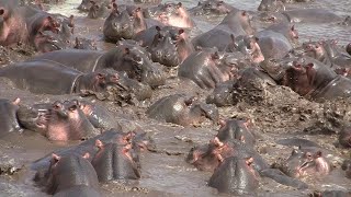 30 Hippos Defend Against One Crocodile  ViralHog [upl. by Ayanet]