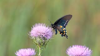 Pipevine swallowtail [upl. by Arat]