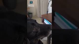 Blue the Black Lab reviews the data before it goes live dogswatchingtv [upl. by Oirrad]