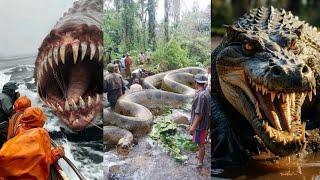 Os 10 ANIMAIS Mais Perigosos De TODOS curiosidades animais selvagens [upl. by Ahsatan489]