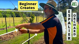 Beginner creates Espalier Fruit Tree Orchard [upl. by Daisie]