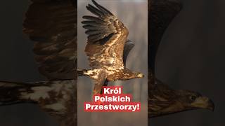 Największy Drapieżnik Polski – Bielik [upl. by Attelra]