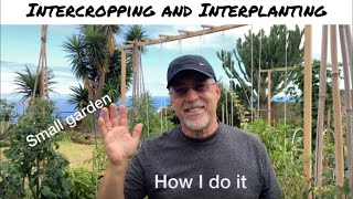 Intercropping vs Interplanting  How I do it [upl. by Jarrod677]