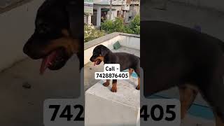 European doberman puppies for sale in Delhi ncr music song vintage doberman lostbreed shihtzu [upl. by Akitnahs]