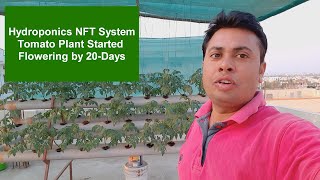 Hydroponic System in India NFT Demo Growing Tomato [upl. by Necyla898]