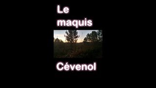 Le maquis Cévenol [upl. by Yt]