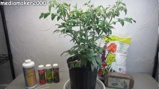 Easy Hydroponic Tomato  No Pumps Experiment DIY [upl. by Honig]