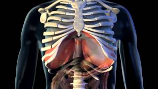 Diaphragm  3D Medical Animation  ABP © [upl. by Weinrich916]