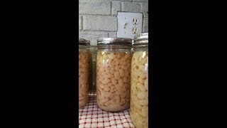 Pressure Canning pre soaked dried beans [upl. by Aelsel]