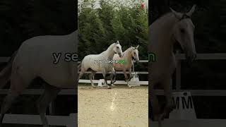 🔴Caballos PRE o Pura Raza Española 🔴 caballos DeCaballos [upl. by Vina]