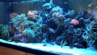 Aquarium recifal de 1000 litres en coraux mouet anémones [upl. by Edialeda]