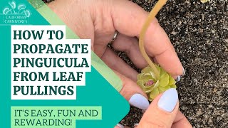 How to Make Pinguicula from Leaf Pullings it’s easy and fun [upl. by Changaris]