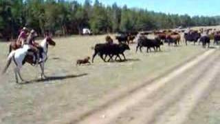 Cattle Drive Bighorn National Forest [upl. by Savinirs896]