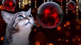 Cat is wondering about Christmas • Cats sing Deck the Halls [upl. by Tierza]