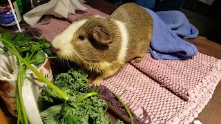 Day 3 update on the emaciated guinea pig [upl. by Assenaj]