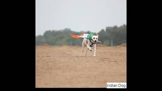 Indian army Dog Salute training 🇮🇳❤️‍🔥 ll army shorts viral training [upl. by Kimmel]