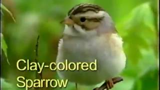 Clay Colored Sparrow [upl. by Artema]