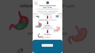 Giardia lambliaLife cycle parasitology microbiology pathology neet neetpg lifecycle science [upl. by Janette192]