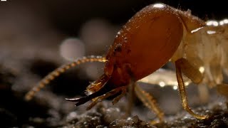 Inside A Termite Fortress  Seasonal Wonderlands  BBC Earth [upl. by Eyar]