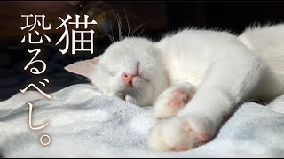 犬派一家を“下僕と化した”猫。 [upl. by Ziom]