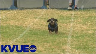 26th annual Wiener Dog Race held in Buda  KVUE [upl. by Aiynot]