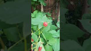 How Raspberries Grow Backyard [upl. by Dardani]