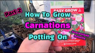 How to grow carnations part 2 [upl. by Jeminah]