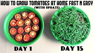 Grow Tomatoes from Tomatoes Easiest Method Ever With Updates [upl. by Allard]